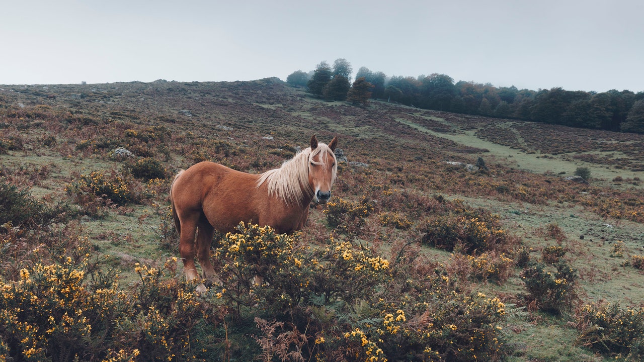 Condé Nast Traveler