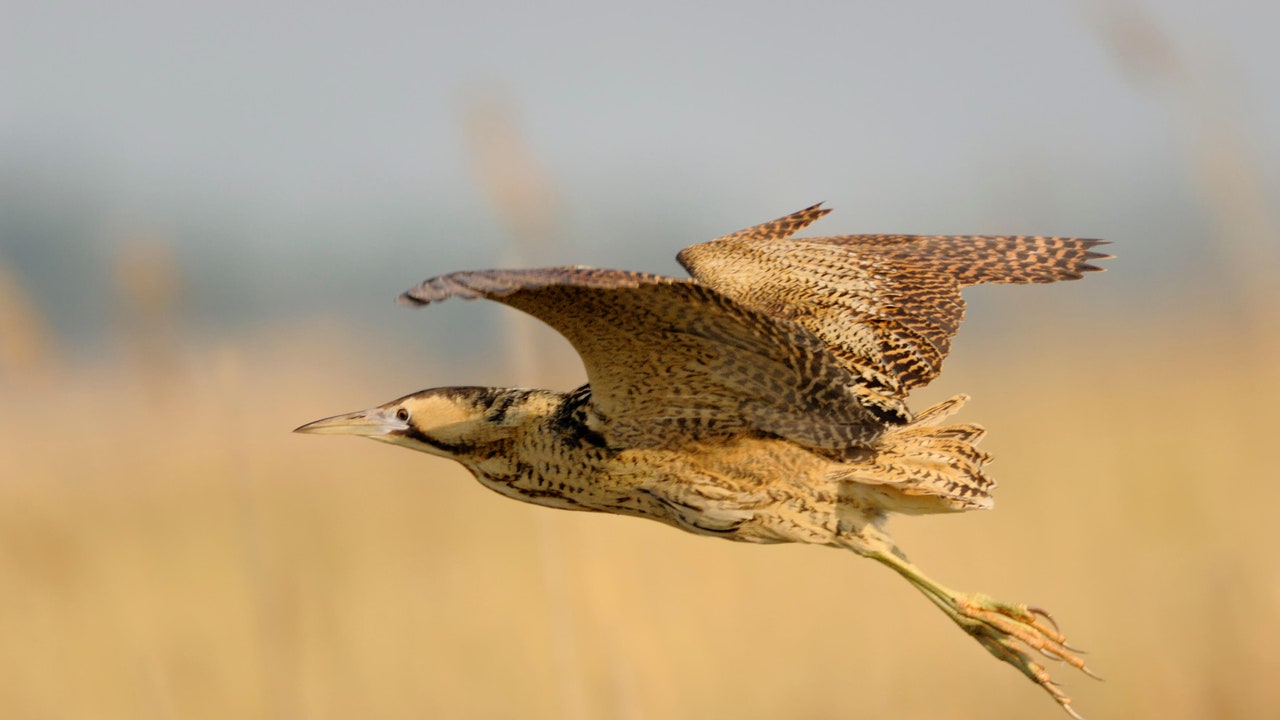 Condé Nast Traveler