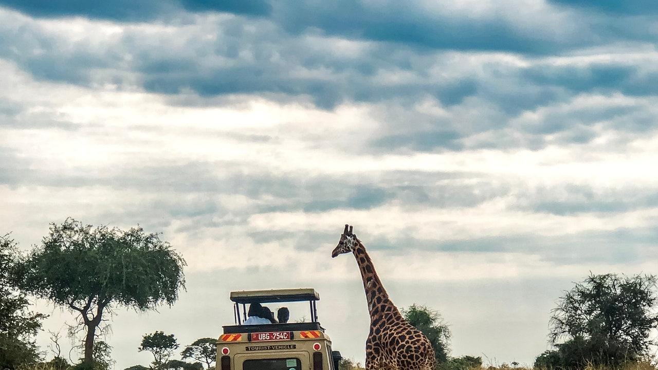 Le Travel Coach : réinventer le Safari Africain