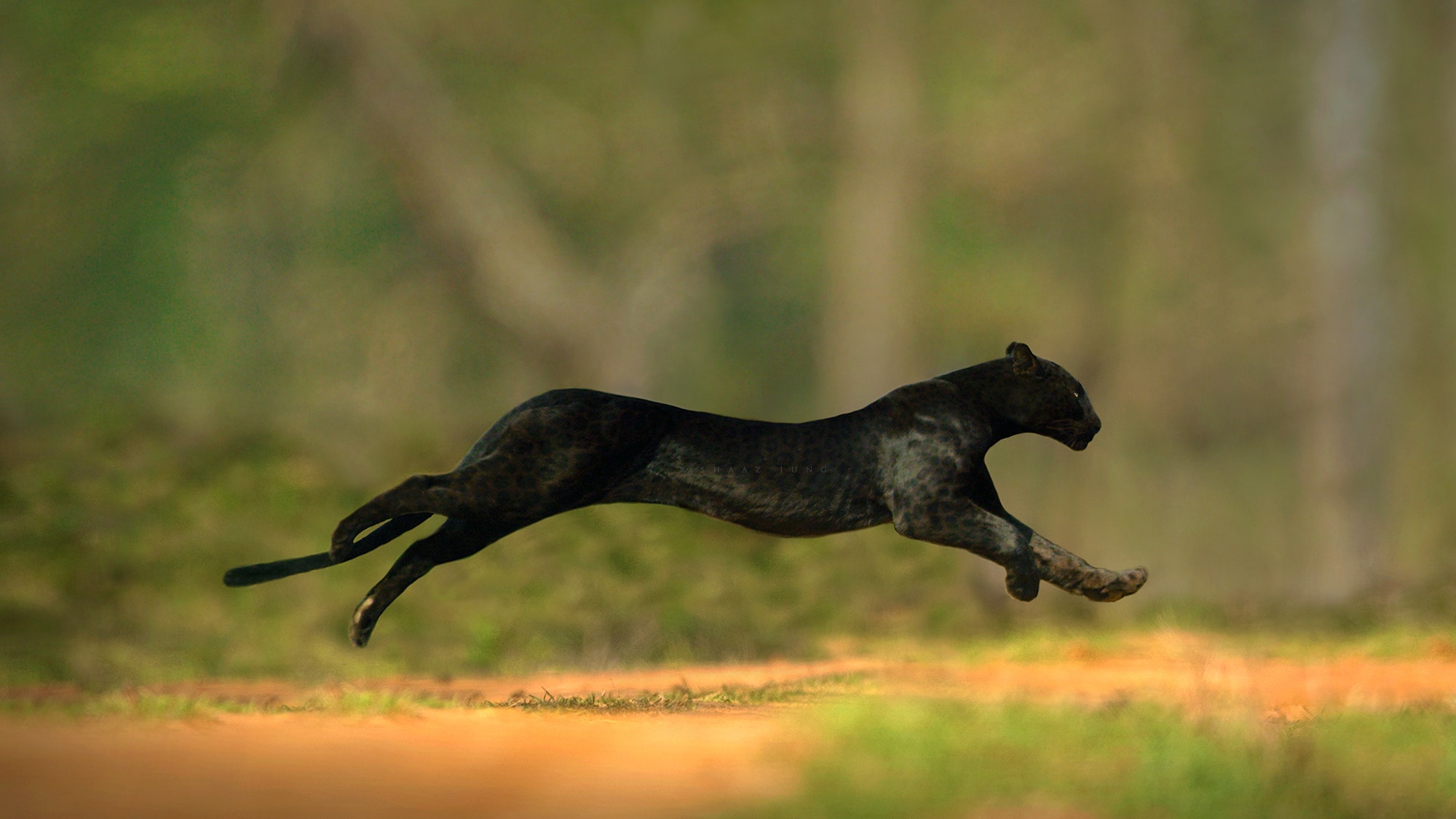 Les rois de la jungle indienne : entendez leur rugissement