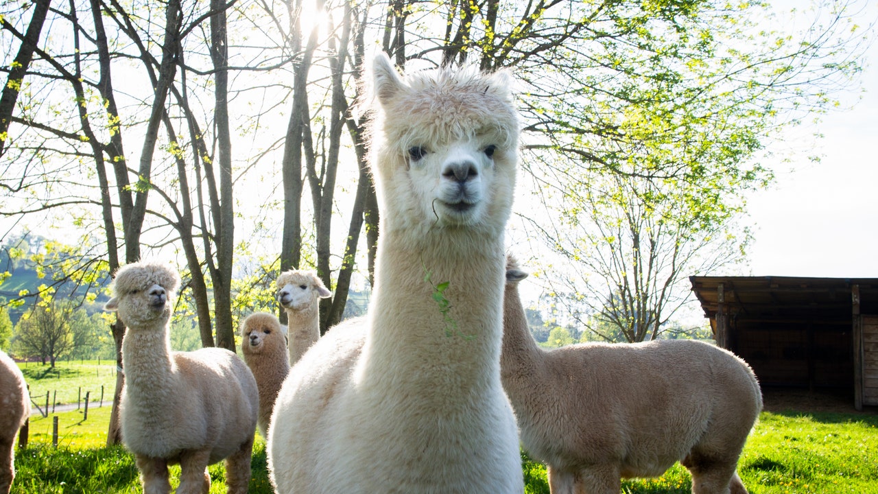 Condé Nast Traveler