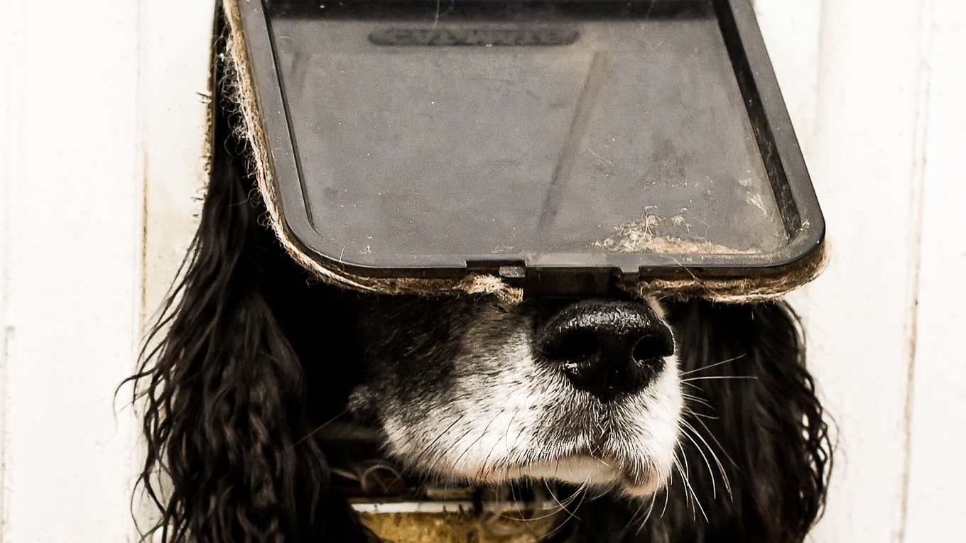 Ce sont les 15 photos d'animaux les plus drôles de l'année