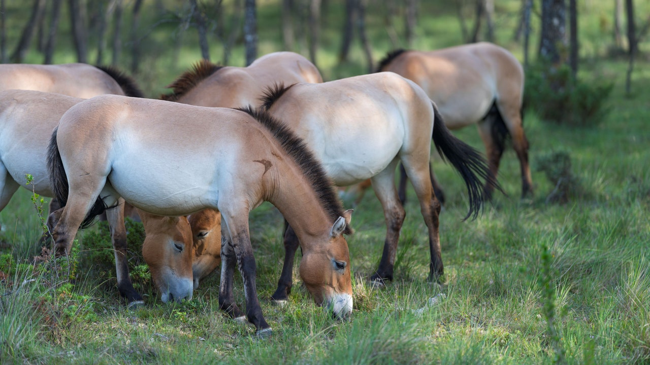 Condé Nast Traveler