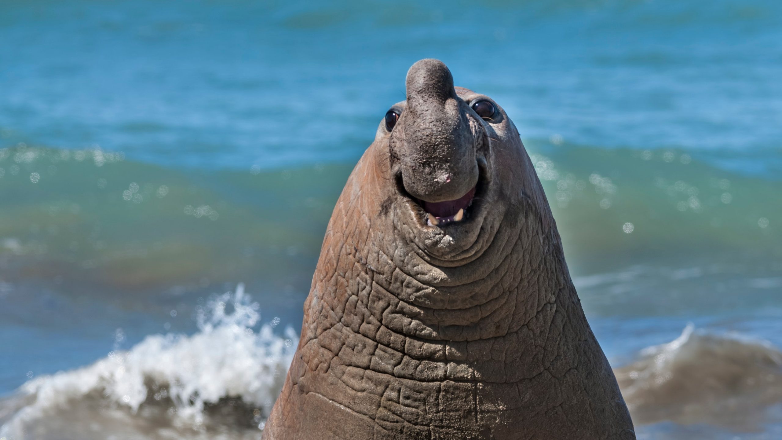 Pour vous faire rire : voici les photographies les plus drôles du règne animal en 2024