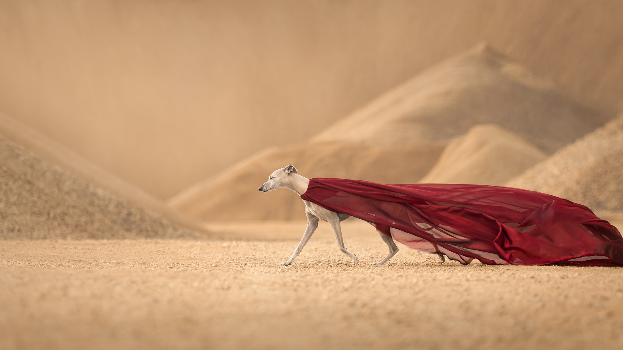 Inspiration canine : voici les meilleures photos de chiens de l'année