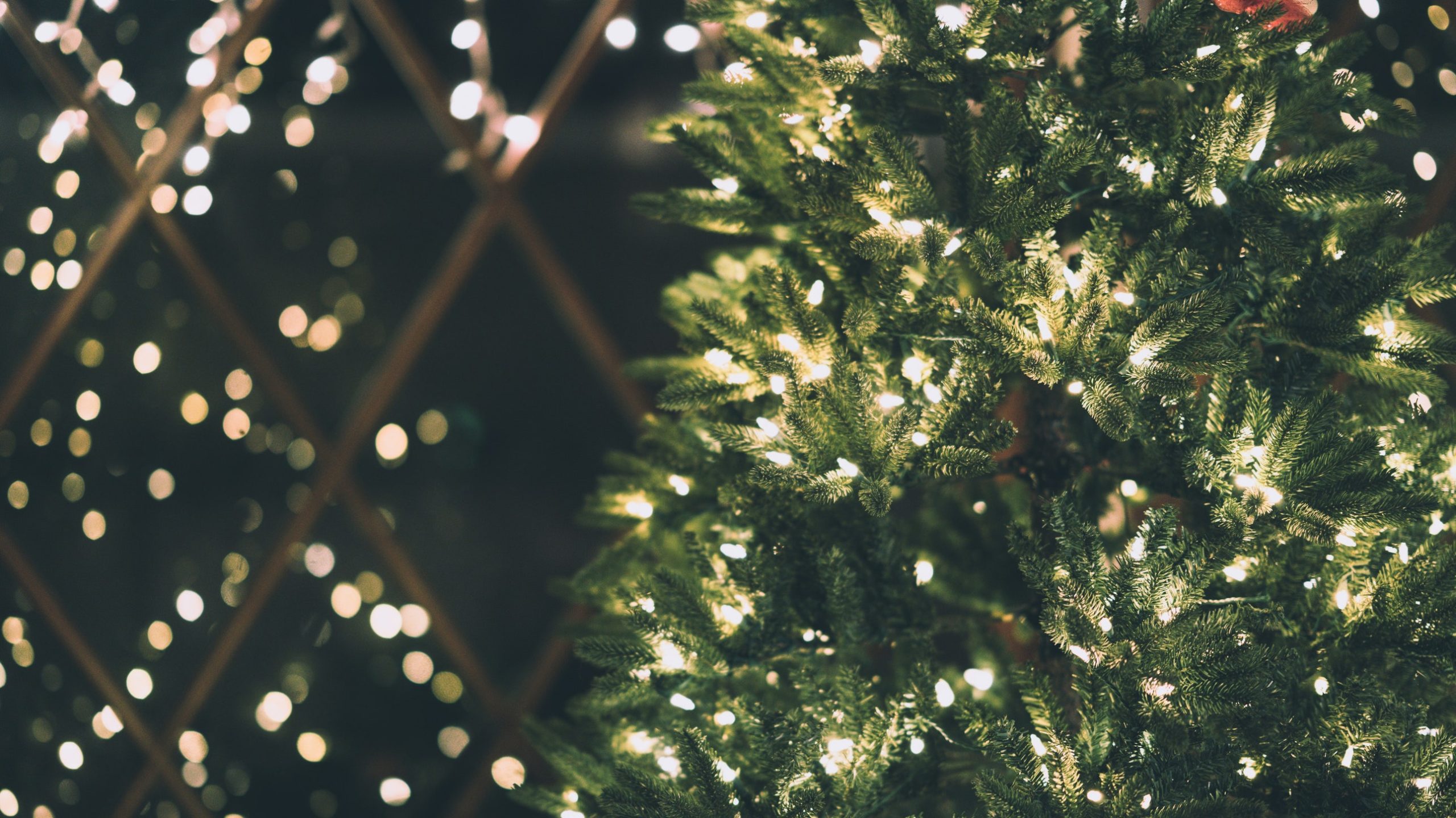 Les arbres de Noël les plus beaux et les plus solidaires