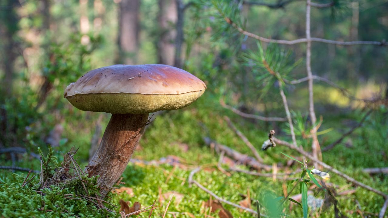 Condé Nast Traveler