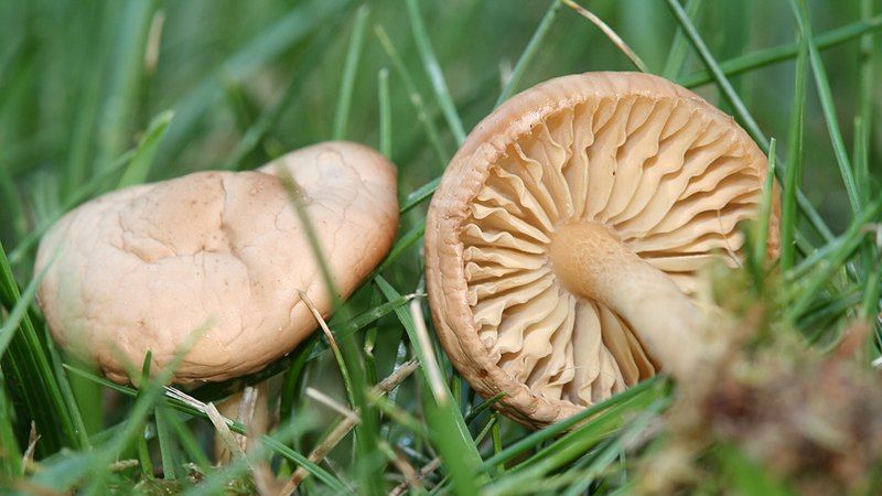 Condé Nast Traveler