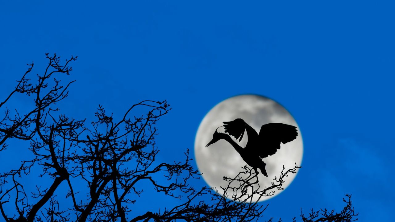 Condé Nast Traveler