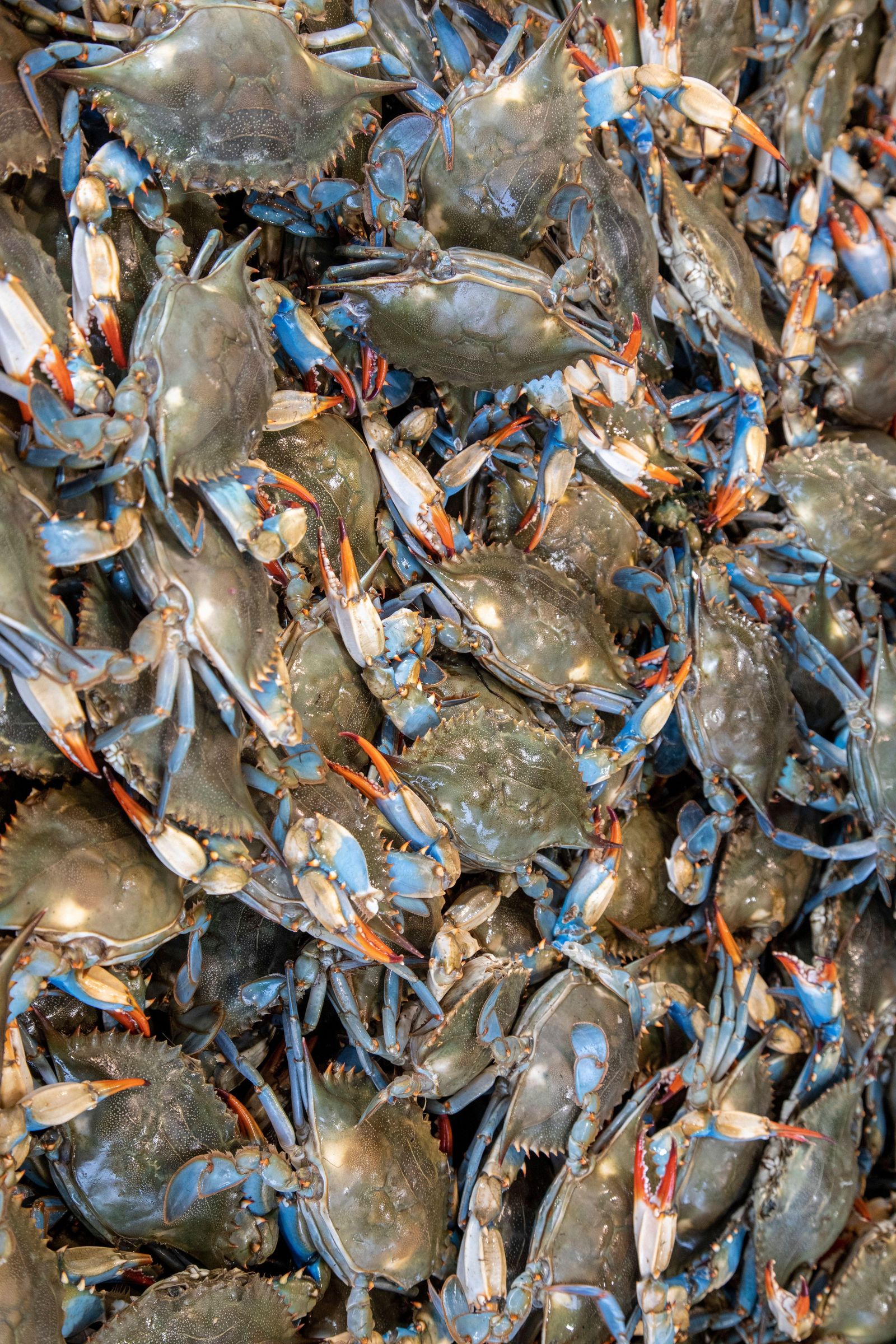 Marché des poissons municipaux. Washington DC