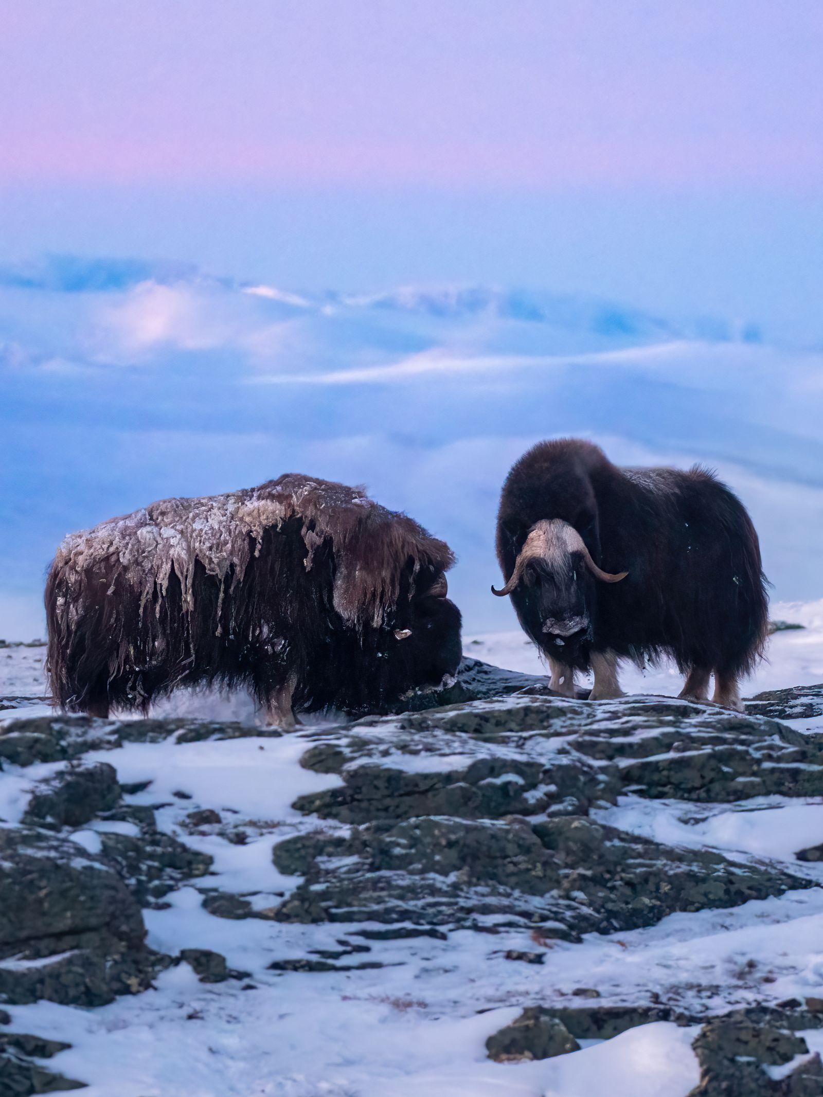 Bœufs de neige dans le parc national de Dovrefjellsunalsfjella Norvège