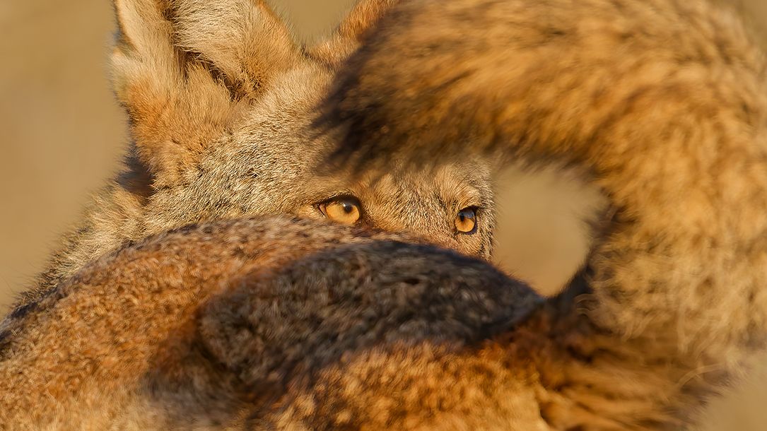 Photographie de la faune de l'année 2025: Ce sont les meilleures images de la faune de l'année