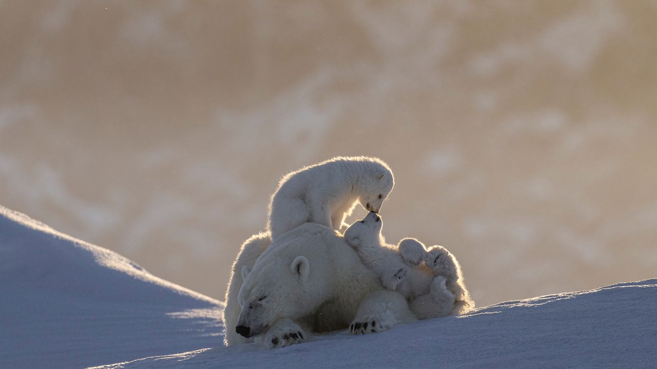 Nature en Europe : ce sont les meilleurs photographes de l'année (et trois sont espagnols)