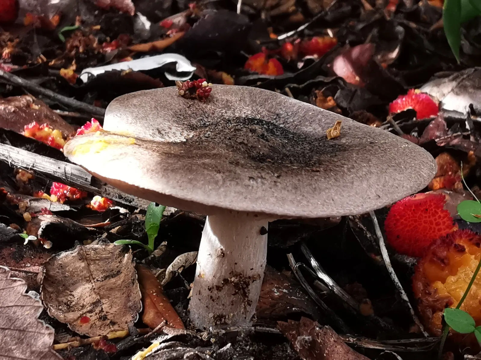 Jardin mycologique de la truffe