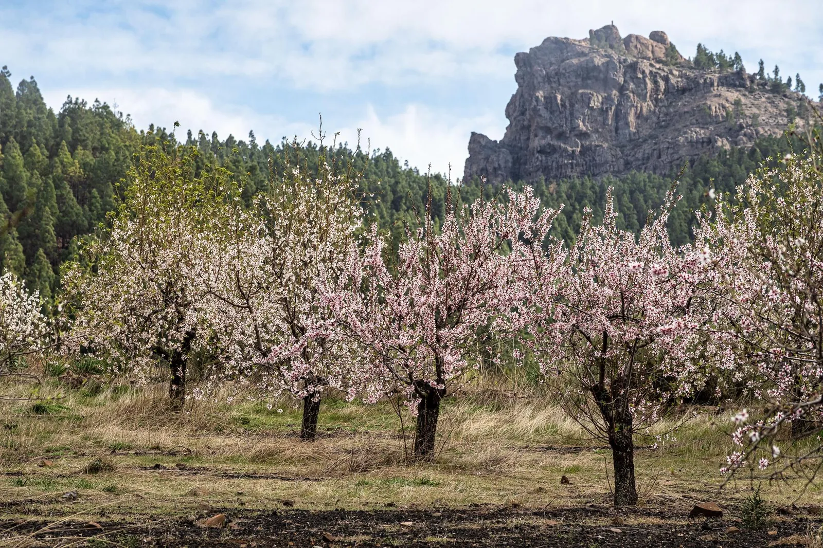Floraison des amandiers de Tejeda