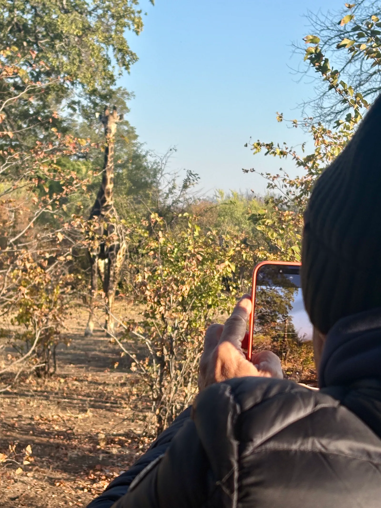 Girafe à Mpala Jena