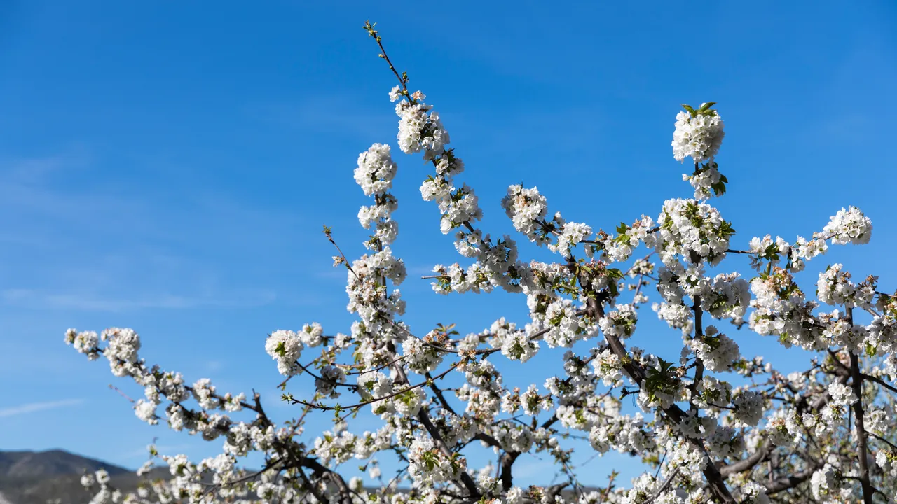 La Vall de Pop et le spectacle de ses cerisiers en fleurs