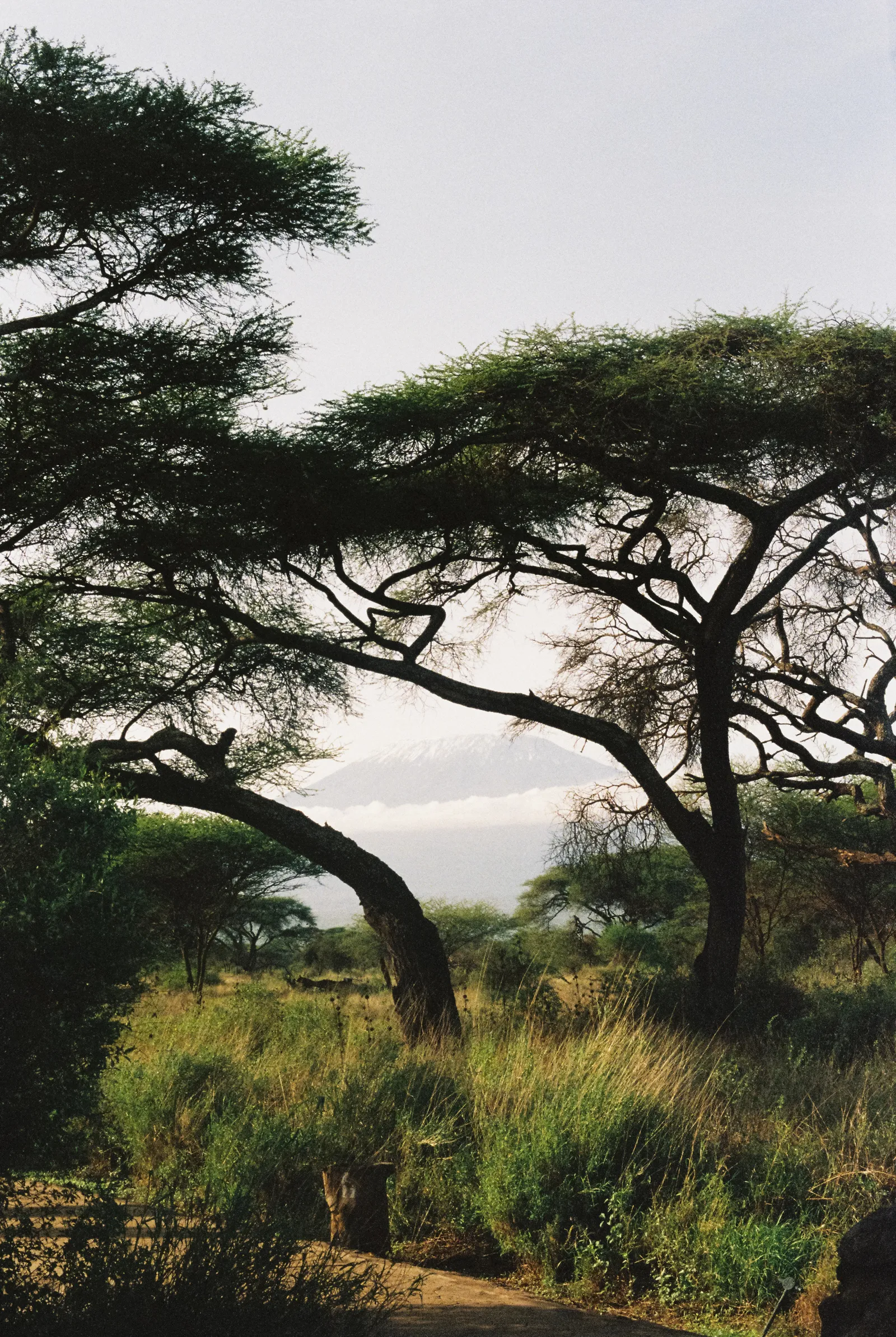 Kilimandjaro depuis la porte d'une des chambres
