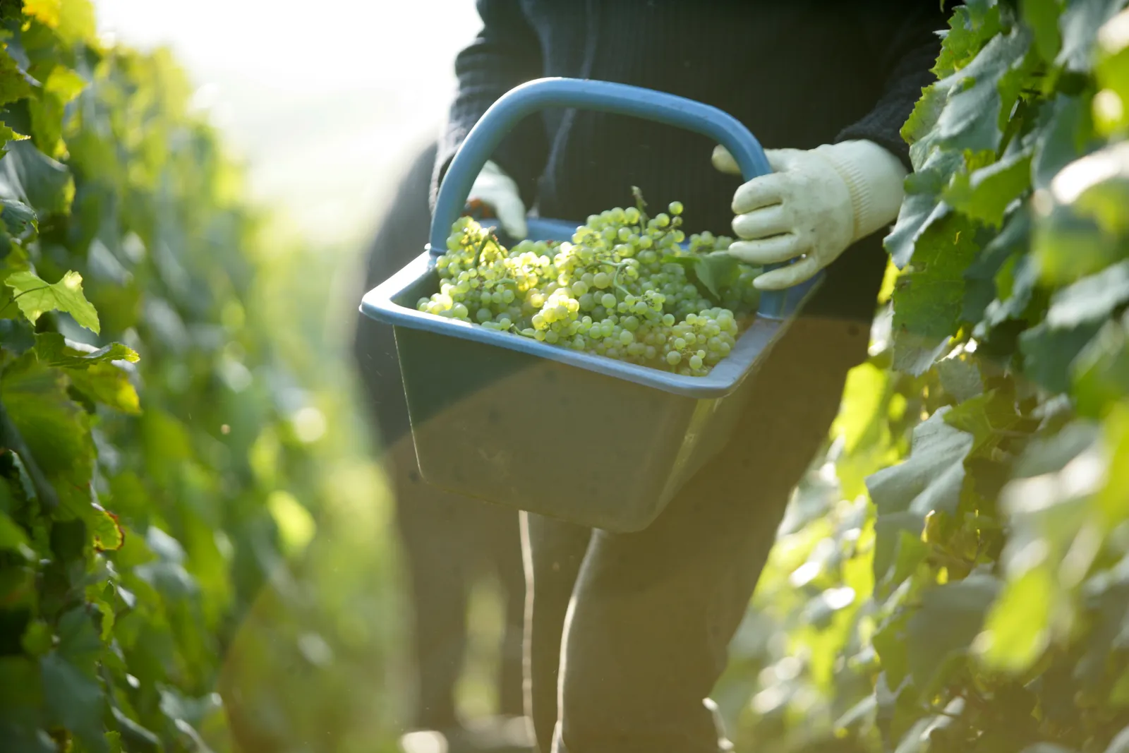 Vendanges en Champagne