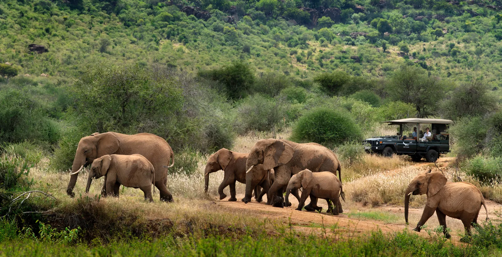 Troupeau d'éléphants sur une route de safari depuis andBeyond Suyian Lodge Kenya