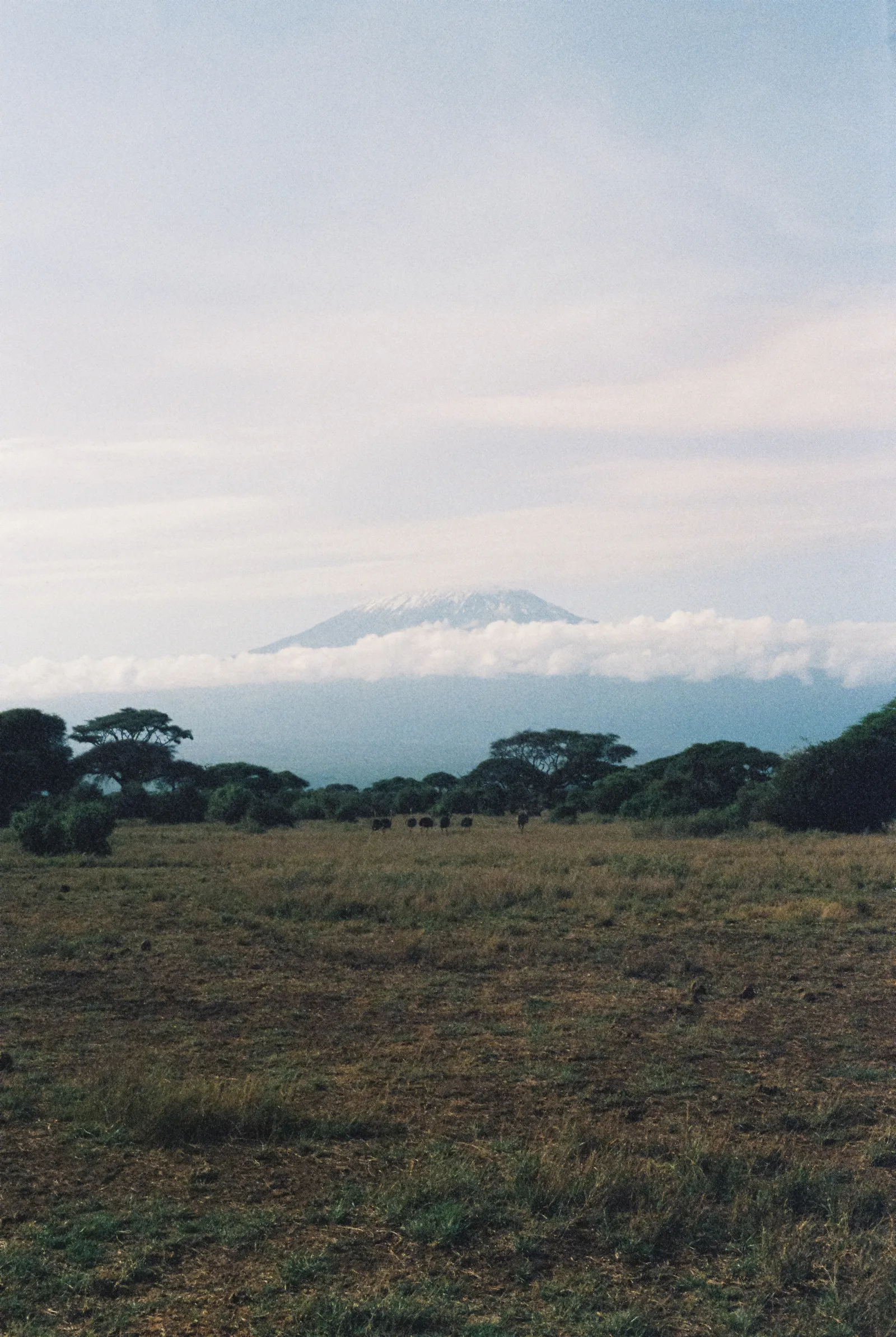 Le Kilimandjaro en toile de fond