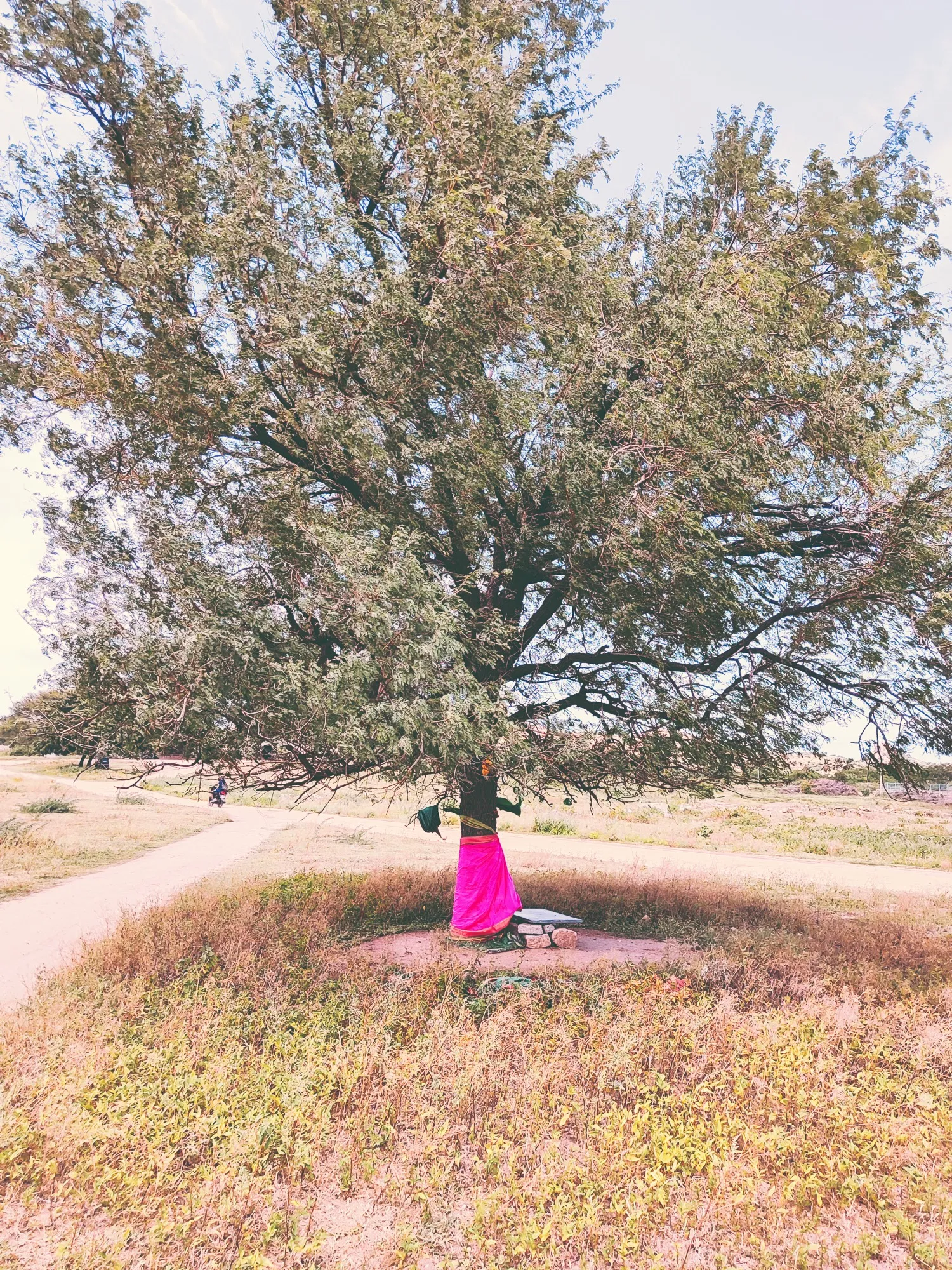 Arbres et croyances animistes au Tamil Nadu, dans le sud de l’Inde.