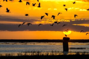 Doñana authentique : culture ancienne, richesse naturelle et spiritualité