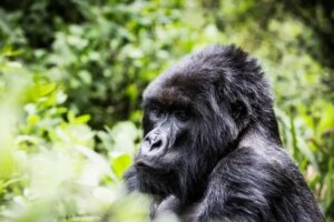 Toutes les boussoles pointaient vers l’Afrique