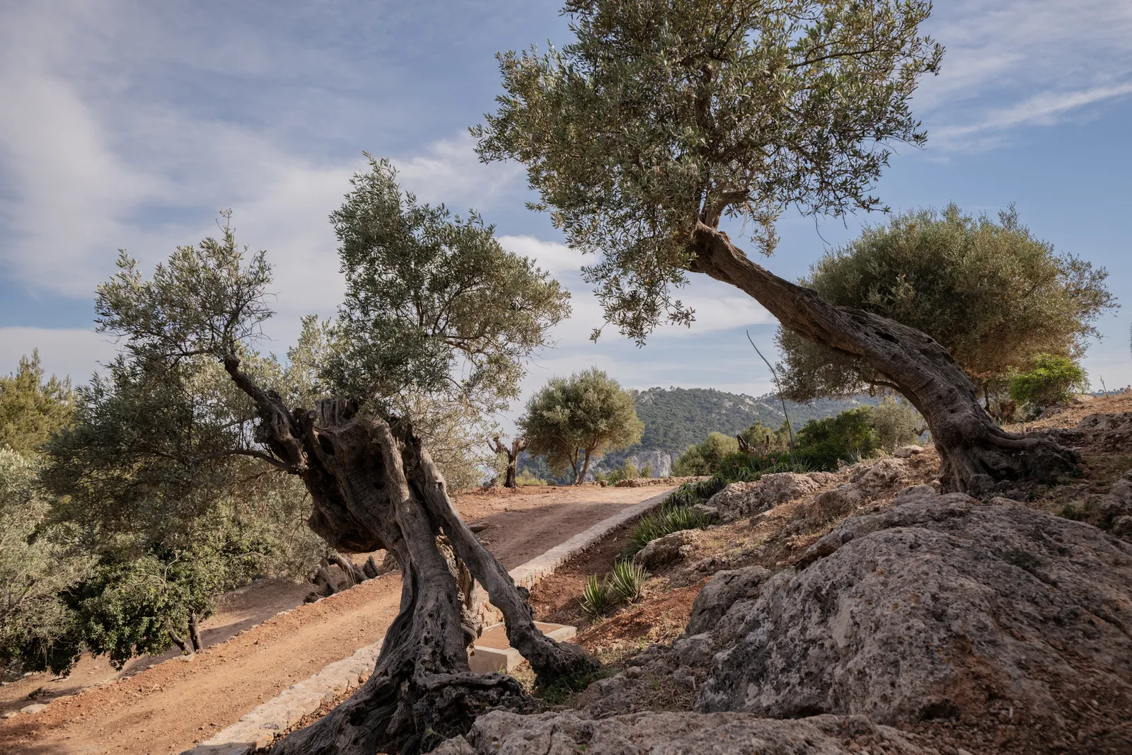 Grâce à l'un de ses sentiers, vous pouvez marcher jusqu'à Valldemossa