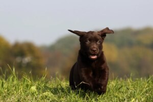Cabanes « Pet-friendly » pour vous déconnecter de la ville avec votre animal de compagnie