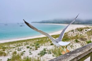 Guide d&rsquo;utilisation et de jouissance des îles Cíes