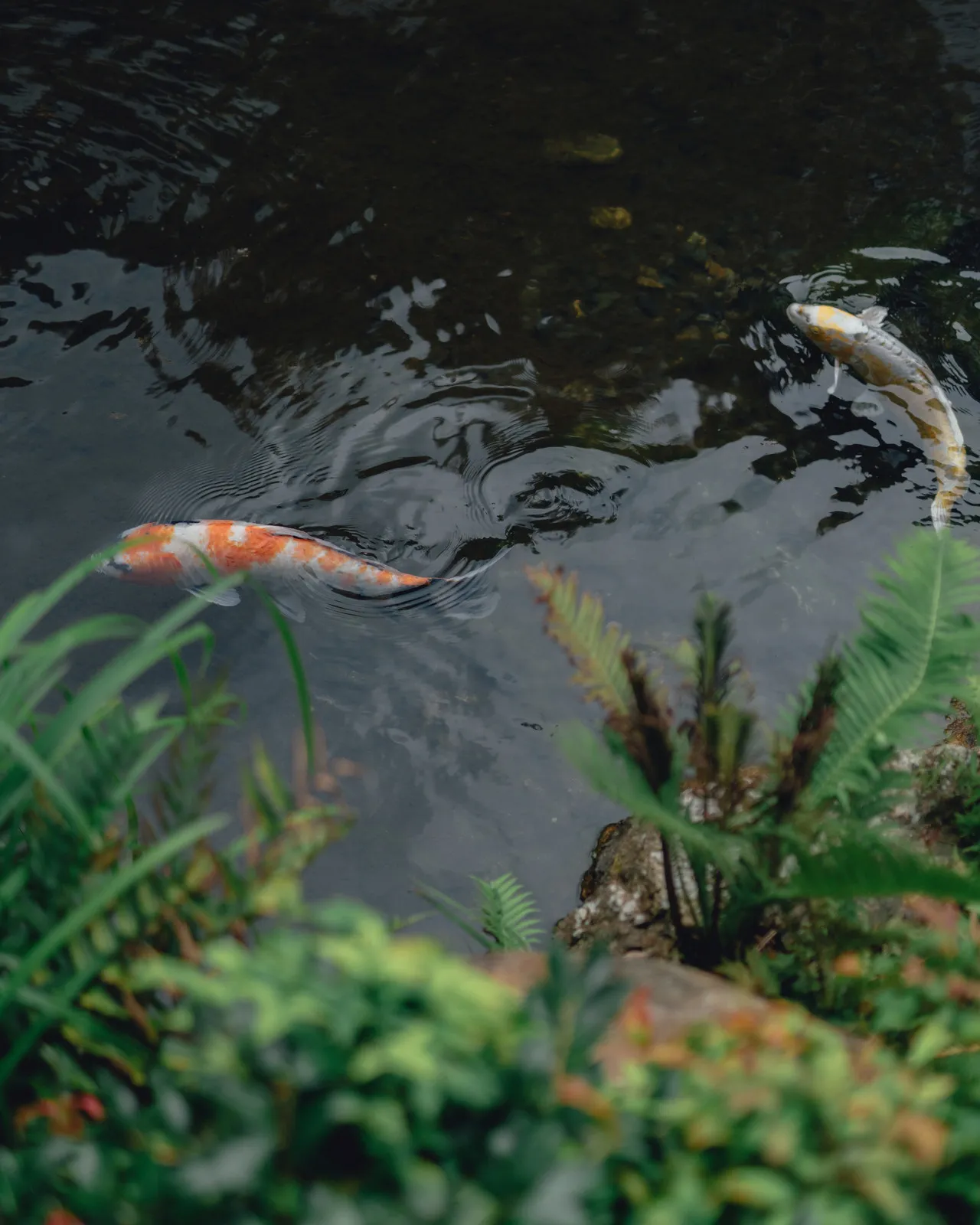 Carpes dans l'étang du Shakushuien Four Seasons Hotel Kyoto Japon.
