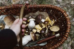 Destinations européennes pour découvrir le début de la saison des champignons