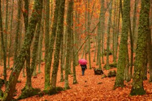 Grands territoires de châtaigniers d&rsquo;Espagne : un voyage entre forêts, villages et traditions automnales
