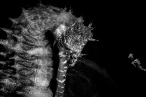 Ce sont les photographies d&rsquo;océan les plus marquantes de l&rsquo;année