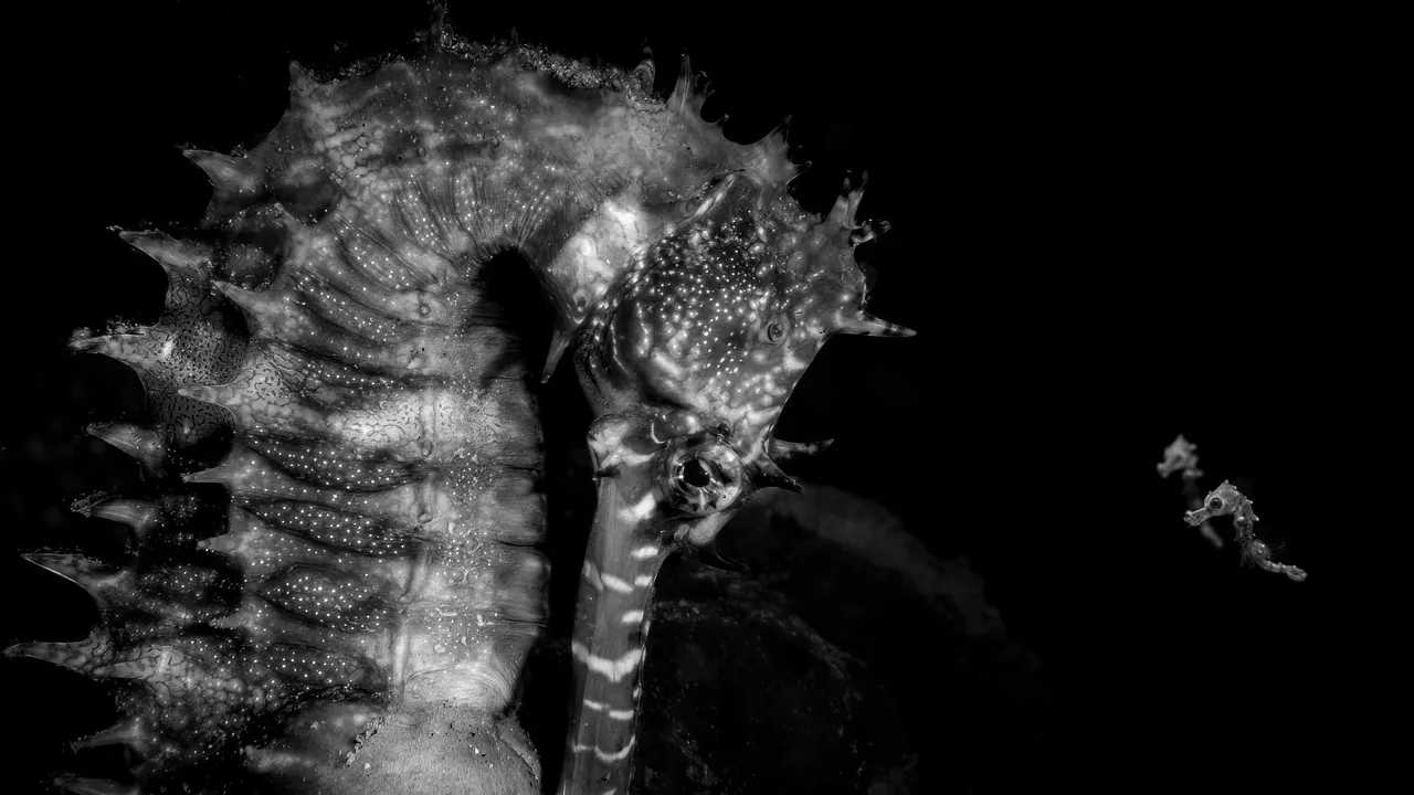 Ce sont les photographies d'océan les plus marquantes de l'année