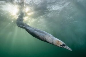 La meilleure photographie d&rsquo;oiseau de l&rsquo;année présente un fou de Bassan