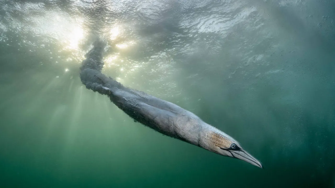 La meilleure photographie d'oiseau de l'année présente un fou de Bassan