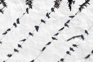 Mouvements migratoires | Voyageur