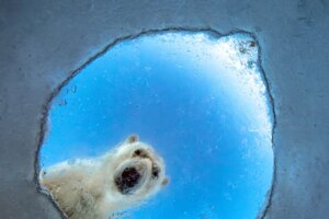 « Photographe animalier de l&rsquo;année 2026 » : voici les meilleures images animalières de l&rsquo;année