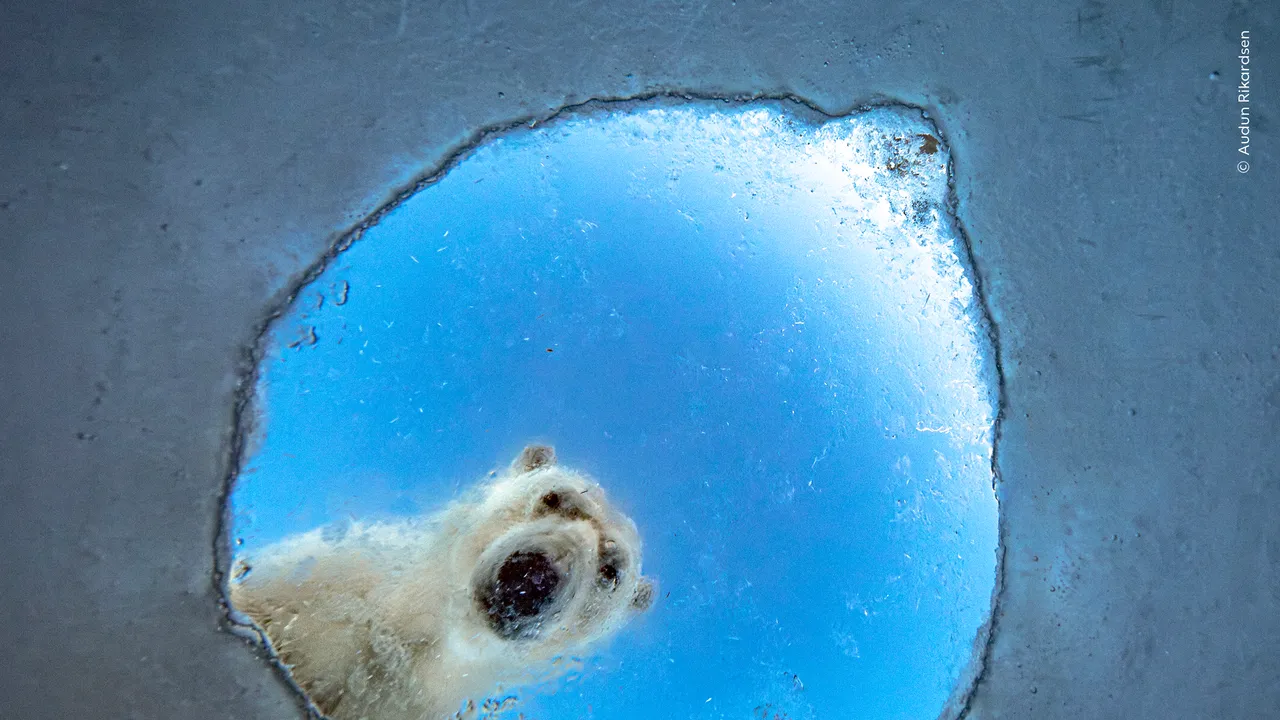 « Photographe animalier de l'année 2026 » : voici les meilleures images animalières de l'année