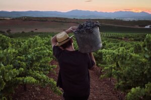 La saveur du commerce s&rsquo;appelle DOP Cariñena
