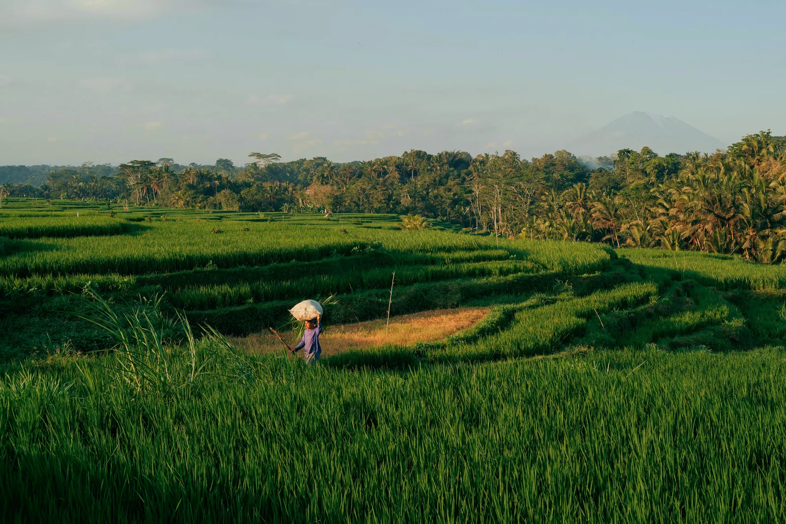 Personne entre les rizières à Bali