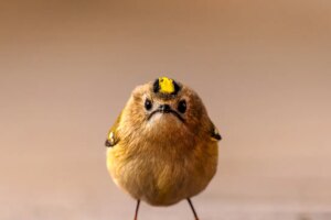 Nikon Comedy Wildlife Awards 2026 : les photographies animalières les plus drôles de l&rsquo;année