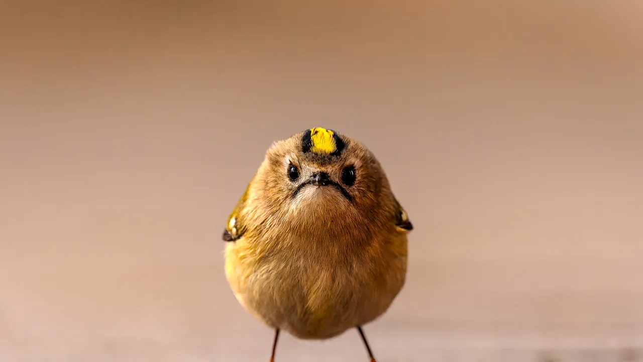 Nikon Comedy Wildlife Awards 2026 : les photographies animalières les plus drôles de l'année
