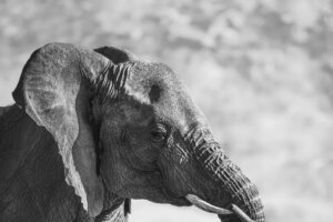 Un éléphant porte un veau mort : la déchirante image gagnante du Photographe Animalier de l&rsquo;Année 2026